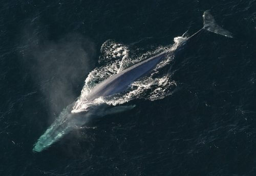 blue whale The increase follows the concentration of prey in the oceans due to the increase in ice cover in the northern continents from PIXABAY.COM