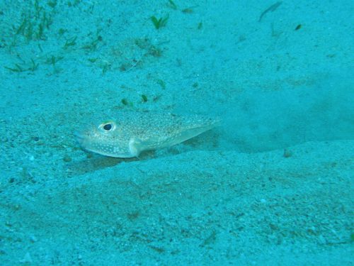 سمكة Torquigener تصنع دوائر في الرمال. تصوير: كيمياكي إيتو، من مقال دور الهياكل الدائرية الهندسية الضخمة في تكاثر السمكة المنتفخة البحرية، 2013.