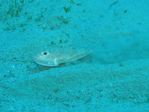 The Torquigener fish makes the circles in the sand. Photo: Kimiaki Ito, from the article Role of Huge Geometric Circular Structures in the Reproduction of a Marine Pufferfish, 2013.