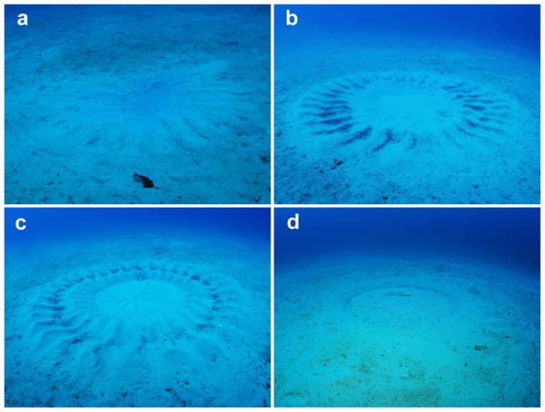 המעגלים בחול שיוצר הדג Torquigener. צילום: Yoji Okata, מתוך המאמר Role of Huge Geometric Circular Structures in the Reproduction of a Marine Pufferfish, 2013.