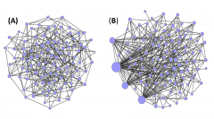 באיור: רשתות בעלות מבנה הומוגני (A) נבדלות מרשתות הטרוגניות (B) ביכולתן להסתגל לשינויים באמצעות אלתור. ברשתות מהסוג הראשון (הומוגניות), כל קודקוד משפיע על מספר מצומצם של קודקודים אחרים. כתוצאה מכך נוצרת דינמיקה כאוטית ותהליך החיפוש (אקספלורציה) אינו מתכנס למצב יציב. ברשתות ההטרוגניות, לעומת זאת, כמה מהקודקודים (מסומנים כעיגולים גדולים) משפיעים על חלקים גדולים של הרשת ויוצרים דינמיקה המובילה למצב יציב. באדיבות הטכניון.