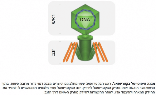 A typical structure of a bacteriophage. Source: Tel Aviv University.