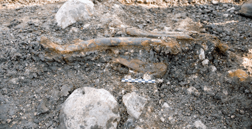 Neanderthal bones in the field - Ein Kashish. Photo: Arala Hubers, The Hebrew University of Jerusalem.