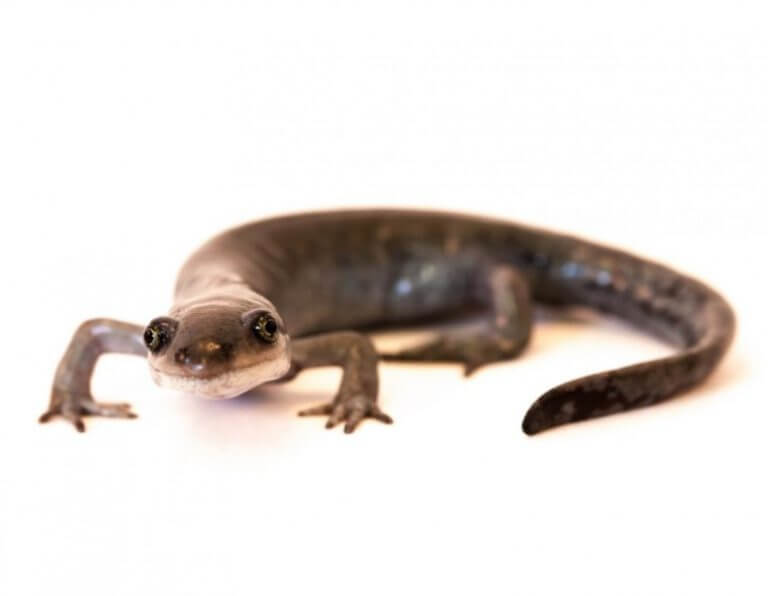 A species of hybrid salamanders, all of which are female, have found a genetic formula for success - to mate with many males and use equal parts of each partner's genetic load in their offspring. The research reveals ways in which some animal species - all-female populations of fish, lizards and others - can use their genes to increase their chances of success. Photo: Robert Denton, Iowa State University