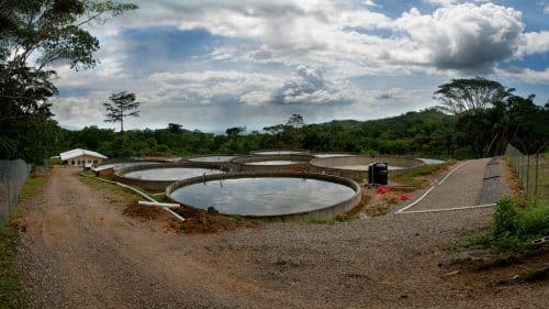 Tilapia fish breeding farm in Honduras. Source: Brian Rossen.