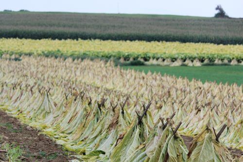 Drying tobacco plants. Photography: Shinya Suzuki.