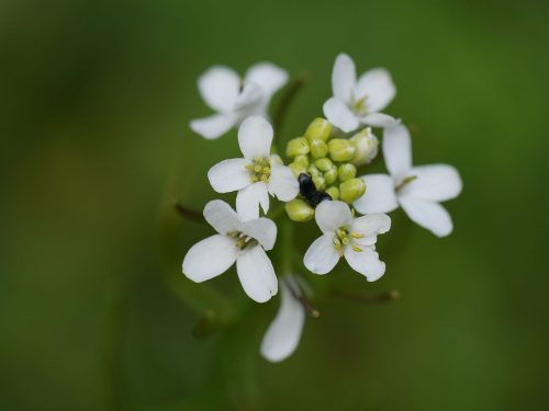 A white dresser. New works have shown that some plants such as white sedum, a relative of cabbage and mustard, produce proteins that participate in the development and function of light-sensitive organelles, the most basic eyes found in single-celled organisms such as green algae. Photo: Dawid Skalec / Wikimedia.