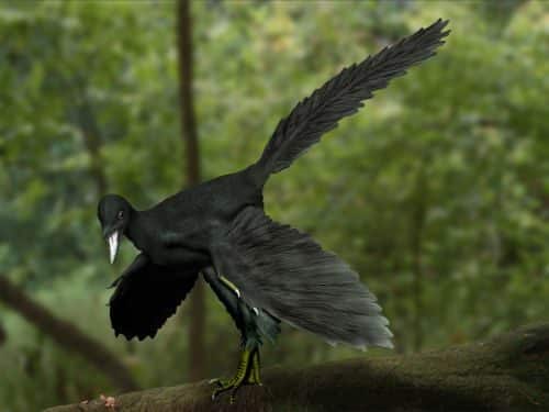 Image of Archeopteryx. Source: NobuTamura / Wikimedia.