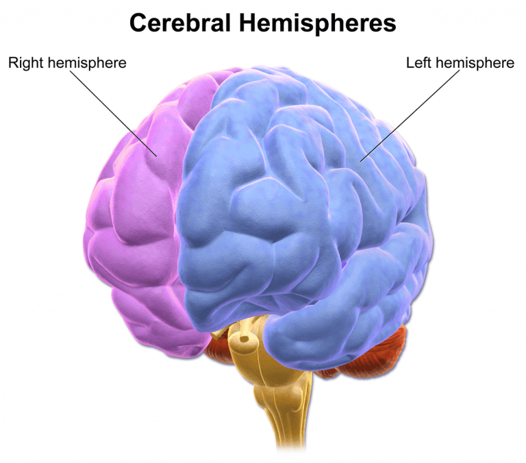 The left and right lobes of the brain play different roles in processing humor - and to laugh at jokes people need both. Blausen.com staff (2014). "Medical gallery of Blausen Medical 2014". WikiJournal of Medicine 1 (2).