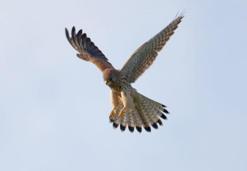 common falcon Photo: Andreas Trepte, wikipedia.