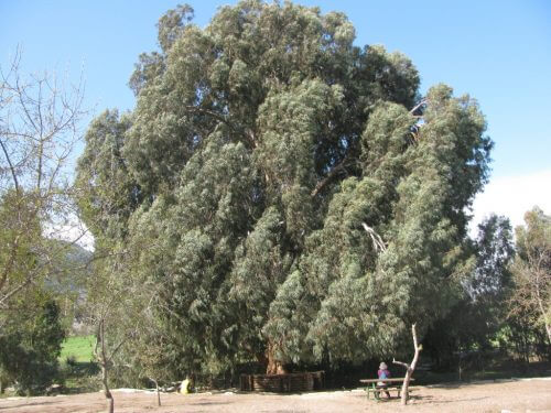 In the last two years, a new pest has appeared in Israel that threatens to harm eucalyptus trees: the eucalyptus bug. Photo: Yehudit Garinkol via the PikiWiki - Israel free image collection project.