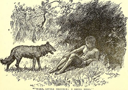 איור מתוך ספר הג'ונגל, 1894. מקור: Wikimedia.