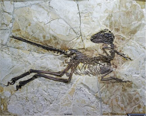 The feathered dinosaur Zhenyuanlong from Jinzhou, China is one of many fossils found documenting how birds evolved from their terrestrial ancestors and conquered the skies. Source: Junchang Lü & Stephen L. Brusatte, "A large, short-armed, winged dromaeosaurid (Dinosauria: Theropoda) from the Early Cretaceous of China and its implications for feather evolution", Scientific Reports 5, 2015.