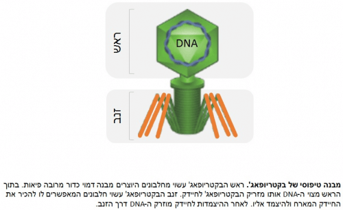 מבנה טיפוסי של בקטריופאג'. מקור: אוניברסיטת תל אביב.