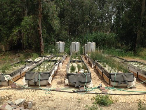 An experimental system for the purification of cattle effluents and biological desalination, in Kfar Blum. In the basins in front, moisturizing plants are planted in zeolite - a mineral substrate that exchanges ions. The plants from right to left: Sesuvium (Sesuvium portulacastrum), Juncus maritimus, Sarcornia fruticosa, Limbarda crithmoides, Suaeda monoica. In the background: aerated cells for breaking down organic matter. Photo: Dr. Ezra Orlovsky.