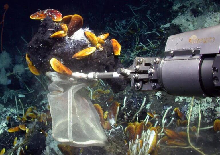 הזרוע הרובוטית של הרכב התת-ימי שולה את הצדפות מקרקעית הים. צילום: MARUM – Center for Marine Environmental Sciences, University of Bremen.