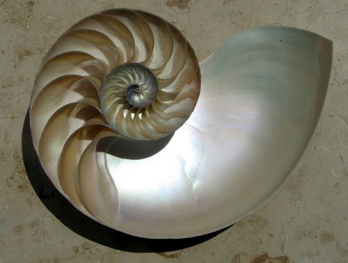 Mother of pearl in a nautilus shell. Photo: Chris 73 / Wikimedia.