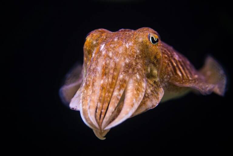 squid. Photography: Richard.