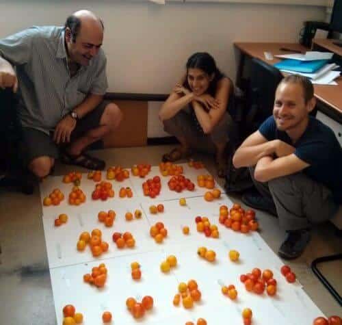 Prof. Avraham Levy (left) and his group members arrange tomatoes. Source: Weizmann Institute magazine.