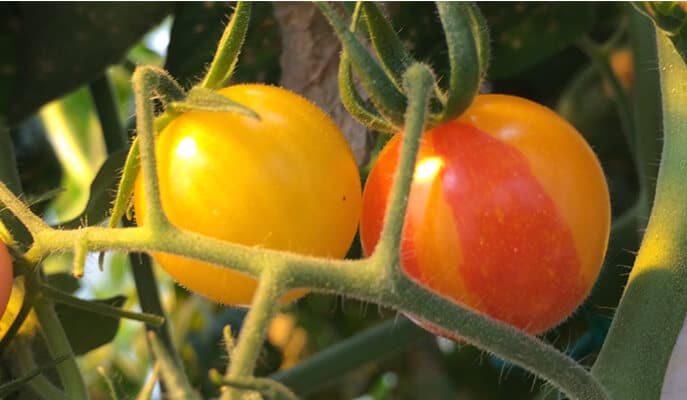 When the scientists broke the DNA in the gene responsible for creating the red pigment, lycopene, many tomato plants produced yellow fruits - and some of the fruits had yellow (mutant) and red (normal) segments. Source: Weizmann Institute magazine.