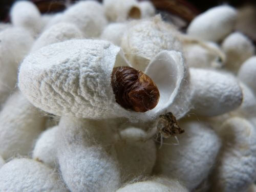 cocoons of silkworms. Source: pixabay.