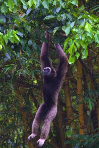היער הטרופי תרם לירידות אוכלוסיות בעלי חיים רבים, כולל גיבון בורנאן, הידוע בקולות שהוא מוציא. (צילום: : ג 'ררדו סבאלוס, אוניברסיטת סטפנורד