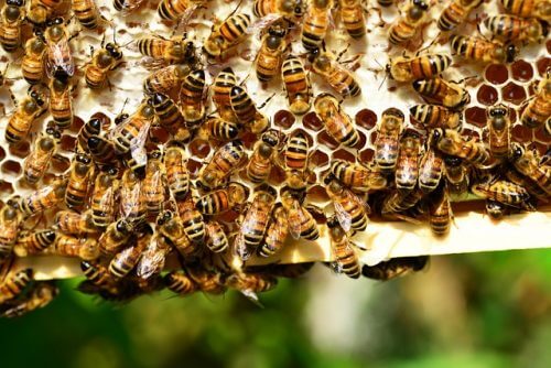 Honey bees. FROM PIXABAY.COM