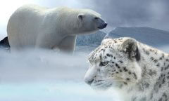 בעלי חיים בסכנת הכחדה - דוב הקוטב ונמר השלג. מתוך PIXABAY.COM