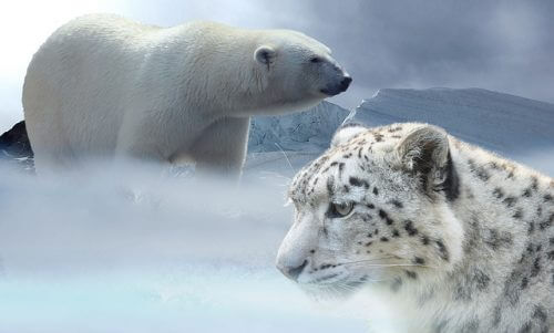 Endangered animals - the polar bear and the snow leopard. FROM PIXABAY.COM
