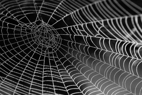במהלך עשרות השנים האחרונות השכילו מדענים להבין את הפוטנציאל הגלום בשימוש בקורי עכביש לטובת האנושות, תוך ניצול תכונותיהם המכָניות יוצאות הדופן. מקור: pixabay.
