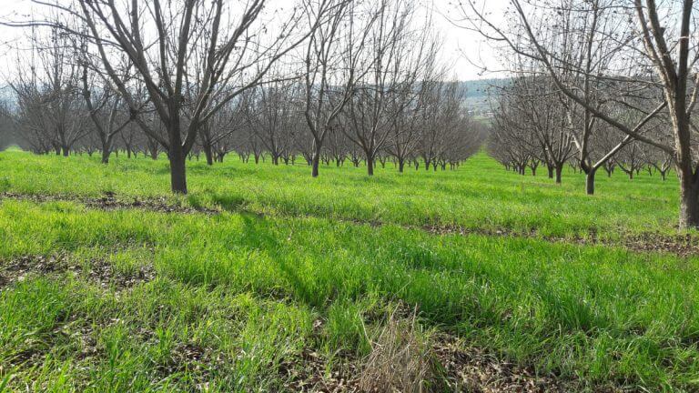 The pecan orchard of Kibbutz Tsara, with cover crops. Reduction in spraying of about 99 percent. Photo: Gil Eshel.