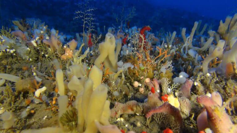 كشف البحث عن حدائق إسفنجية غنية ومتنوعة بشكل غير عادي في الساحل الإسرائيلي. الصورة: جزء من دراسة في مختبر البروفيسور ميخا إيلان في جامعة تل أبيب.