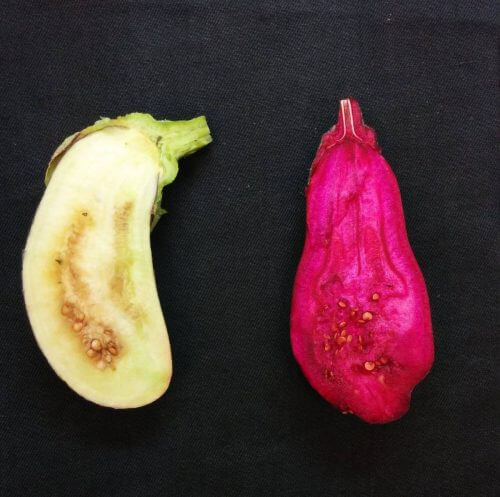 Genetically modified eggplants that produce betalains. Source: Weizmann Institute magazine.