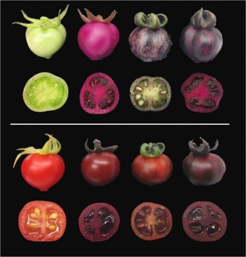 עגבניות בוסר (למעלה) ובשלות (למטה). צבען של עגבניות רגילות (משמאל) הופך מירוק לאדום כאשר הן מבשילות. העגבניות המהונדסות, לעומת זאת, צבועות בגוונים שונים של אדום-סגול כאשר הן מייצרות בטלאינים (שני משמאל), פיגמנטים אחרים הקרויים אנתוציאנינים (שני מימין), או שני סוגי פיגמנטים אלה יחד (מימין). מקור: מגזין מכון ויצמן.