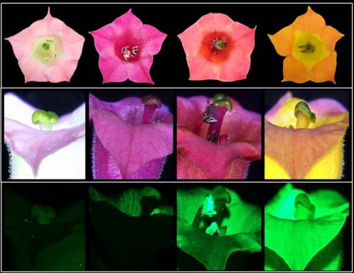 פרחי טבק בטבע הם בצבע ורוד בהיר (משמאל), אך בעקבות הינדוס גנטי הם זוהרים בצבעים חדשים (השלושה מימין). מקור: מגזין מכון ויצמן.