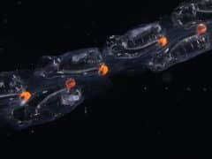 2. מושבת סלפות בתנועה לילית. הצילום באדיבות : פרופ'-משנה קלי סאתרלנד, אוניברסיטת אורגון.