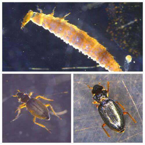 Animals found in the sinkhole water. Photo: Ofir Hirschberg.