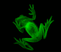 צפרדע העצים המנוקדת הדרום-אמריקאית ברגע של זוהר. מקור: Carlos Taboada et al.