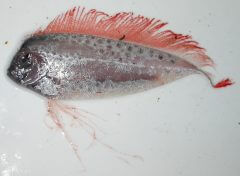 הדג Ribbonfish. מקור: NOAA.