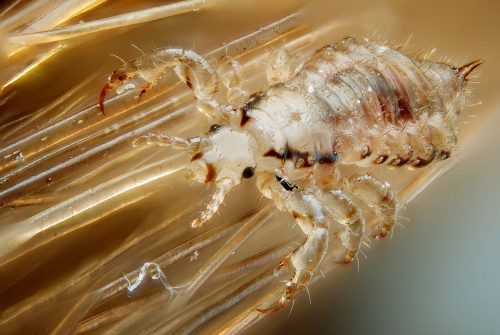 the head louse. Photo: Gilles San Martin.