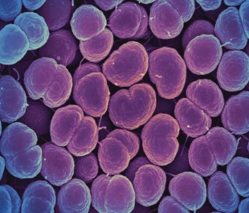 بكتيريا النيسرية البنية المسؤولة عن مرض السيلان. المصدر: المعهد الوطني للحساسية والأمراض المعدية.