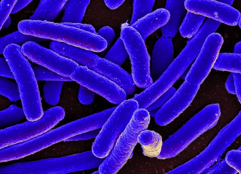 באמצעות תכנות מחדש של הדנ"א של מיקרואורגניזמים מזיקים, כמו חיידקי ה-E. coli שבתמונה, ביולוגים הופכים אותם לתרופות המצילות חיי חולים. מקור: NIAID.