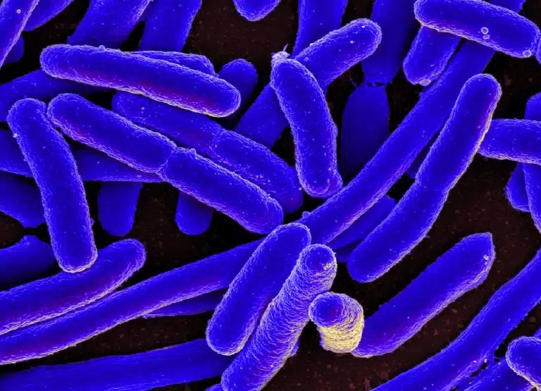 באמצעות תכנות מחדש של הדנ"א של מיקרואורגניזמים מזיקים, כמו חיידקי ה-E. coli שבתמונה, ביולוגים הופכים אותם לתרופות המצילות חיי חולים. מקור: NIAID.