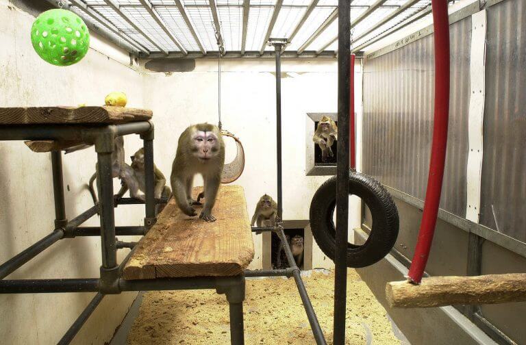 קוף מקוק במתקן לניסויים בבעלי חיים. מקור: Understanding Animal Research.