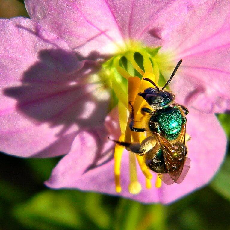 רמז נוסף לכך שצמחים שומעים היא תופעה הקרויה "האבקת זמזום" (buzz pollination), ובה, כך הודגם, זמזום של דבורה בתדירות מסוימת מגרה את הצמח לשחרר אבקנים. צילום: Bob Peterson.