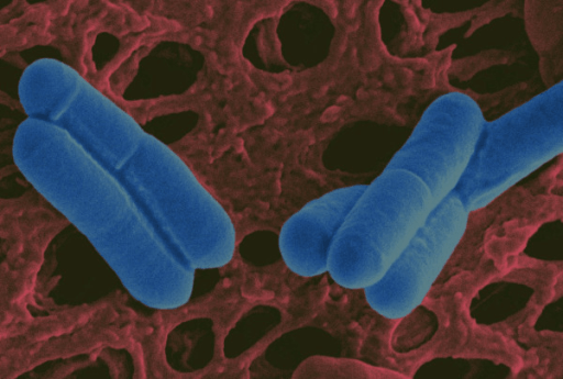 Friendly bacteria: Bacteria such as these lactobacilli, which are commonly added to yogurt and probiotic food supplements, help maintain a healthy environment in the intestines. Source: NIH.