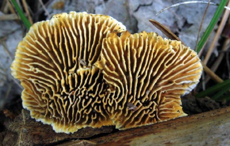 Brown root mushrooms (Gloeophyllum sepiarium) [Courtesy: Karel Tejkal]