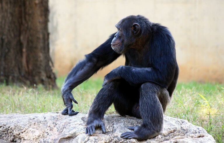 כשהאדם נפרד מבני משפחתו הפרימטים נעלמו בדרך כמה מקטעי דנ"א. בתמונה - שימפנזה. מקור: pixabay.