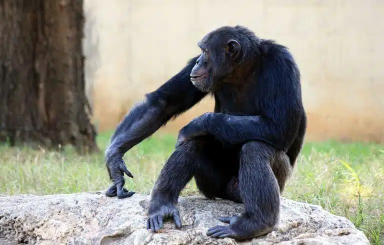عندما انفصل الإنسان عن عائلته من الرئيسيات، اختفت بعض أجزاء الحمض النووي على طول الطريق، وفي الصورة - شمبانزي.