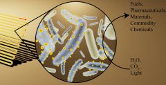 תמונת אילוסטרציה של ביו-מגוב (משמאל) המלא בחיידקים המעוטרים בננו-גבישים קולטי אור העשויים מקדמיום סולפיד (במרכז) שמטרתם להמיר אור, מים ופחמן דו-חמצני לכימיקלים שימושיים (מימין) [באדיבות: Kelsey K. Sakimoto]